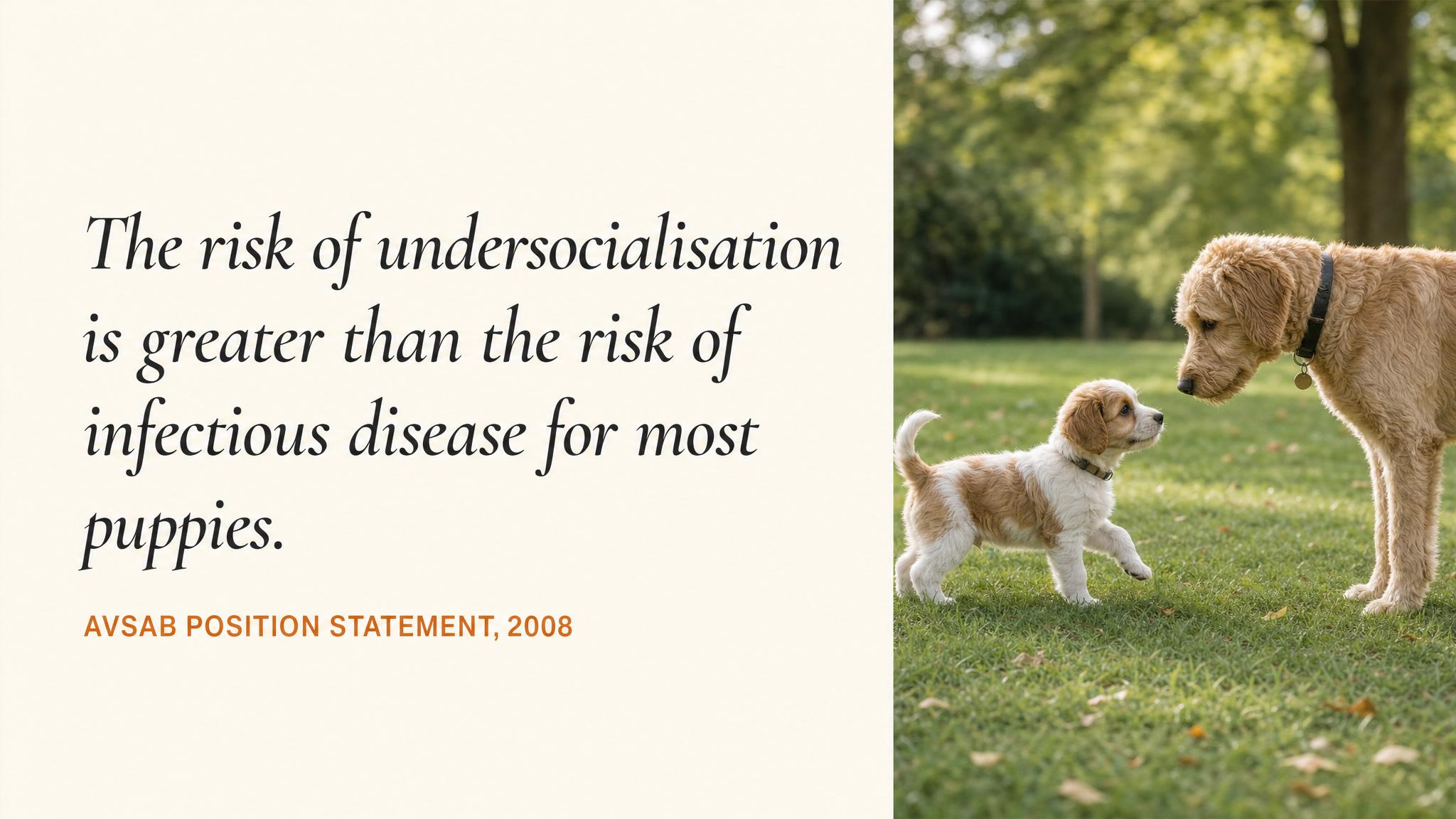 AVSAB on socialisation