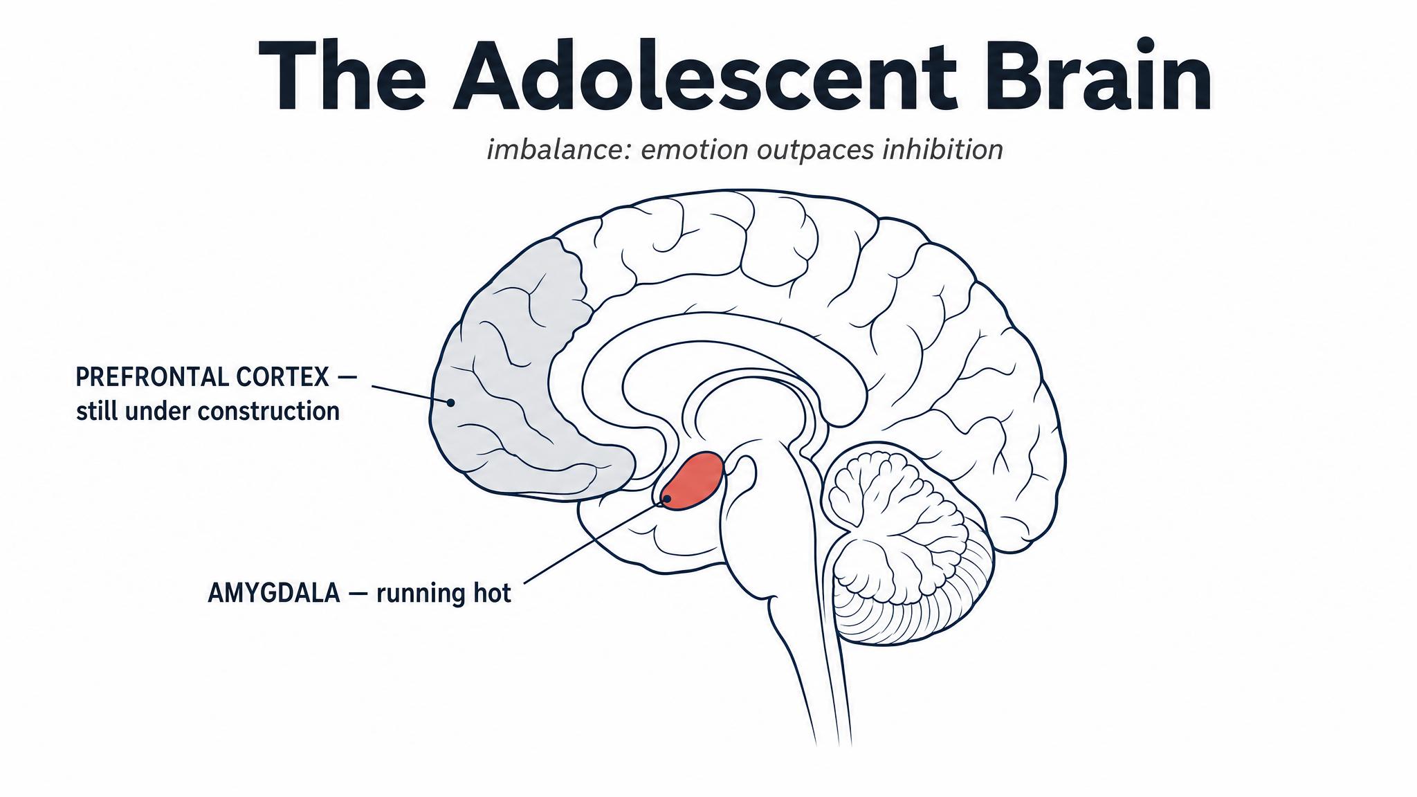 The Adolescent Brain