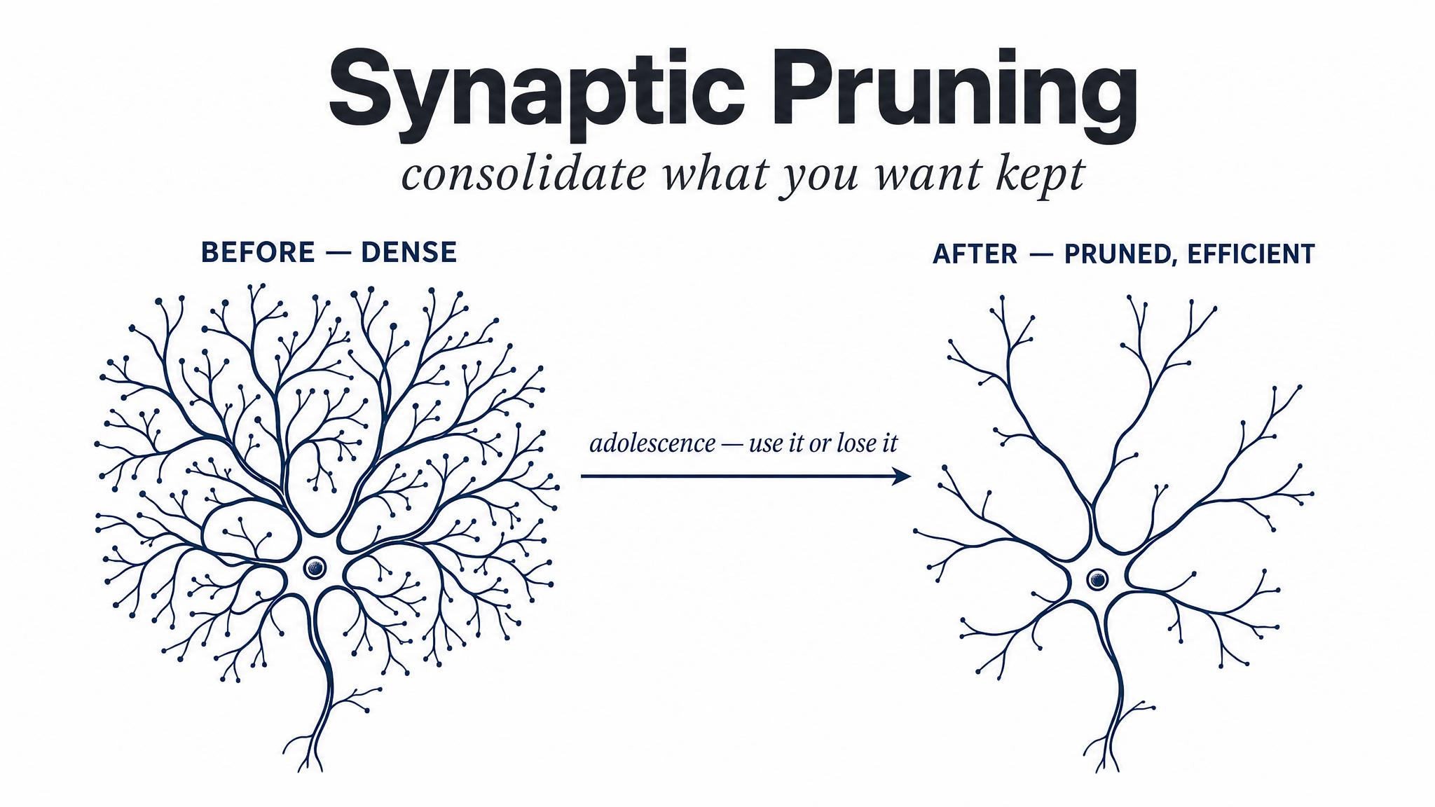 Synaptic Pruning