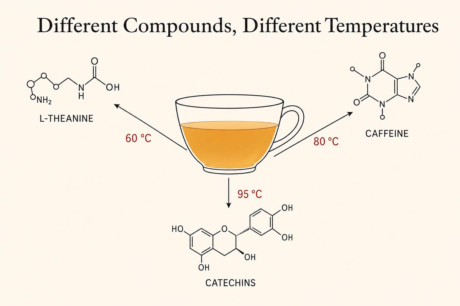 Differential solubility in three compound families. L-theanine dissolves readily at gentle temperatures; caffeine needs more heat; catechins (especially EGCG) need both heat and time. The brewer chooses which to favour.