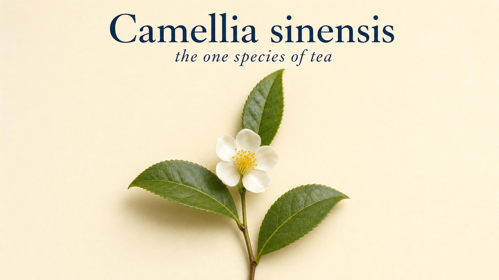 Camellia sinensis