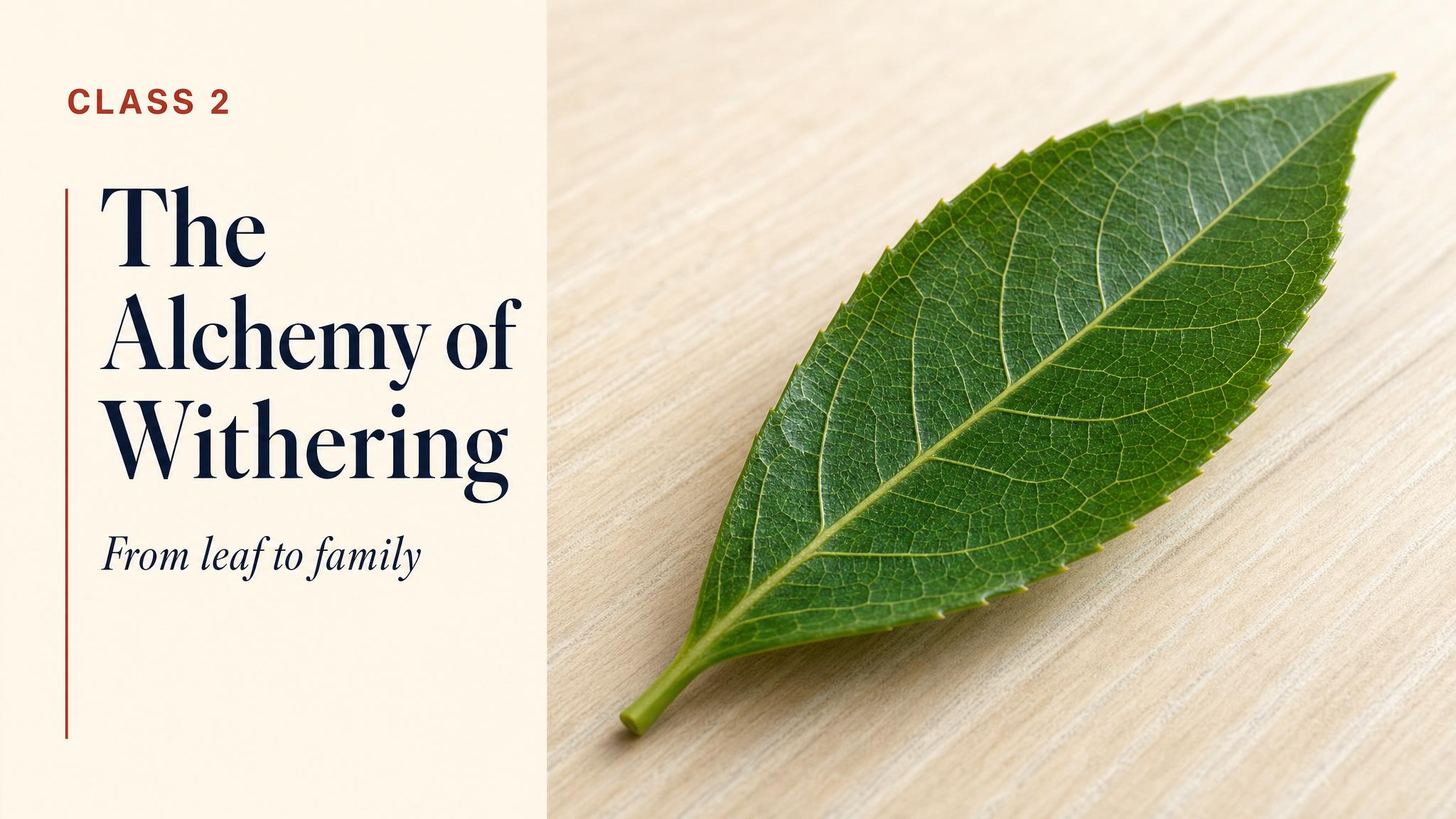 Title — The Alchemy of Withering