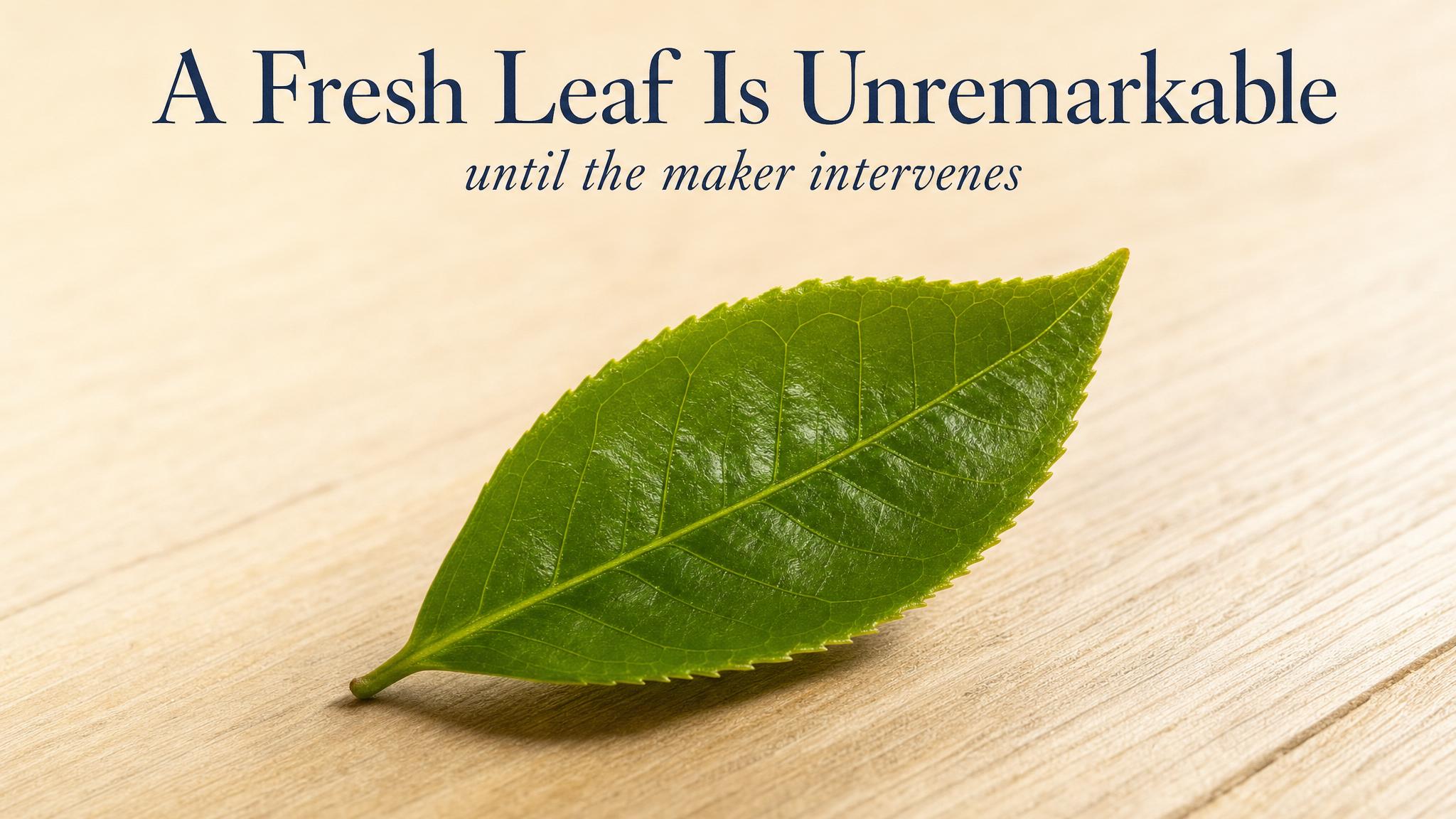 A fresh leaf is unremarkable