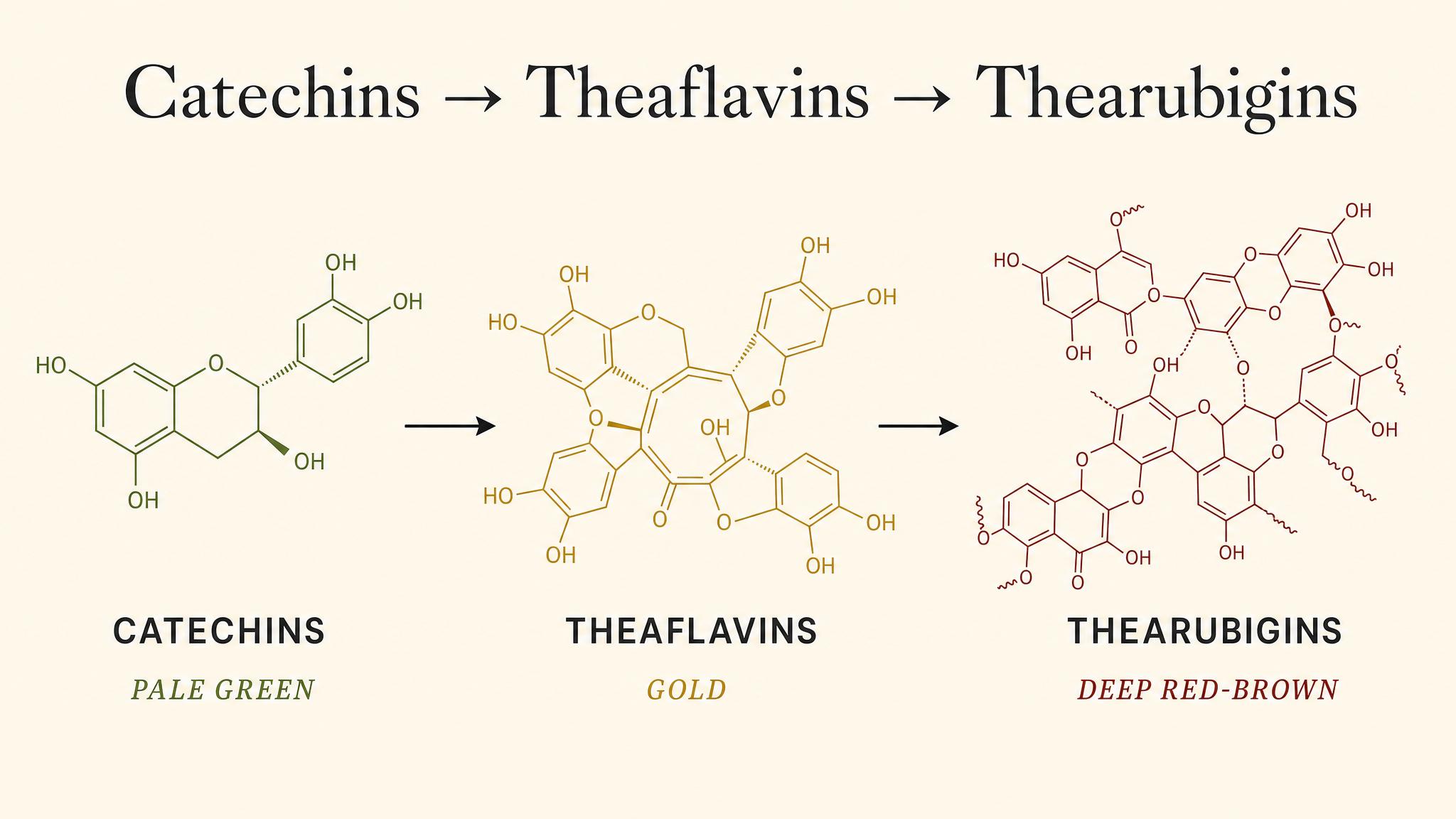 Catechins → theaflavins → thearubigins