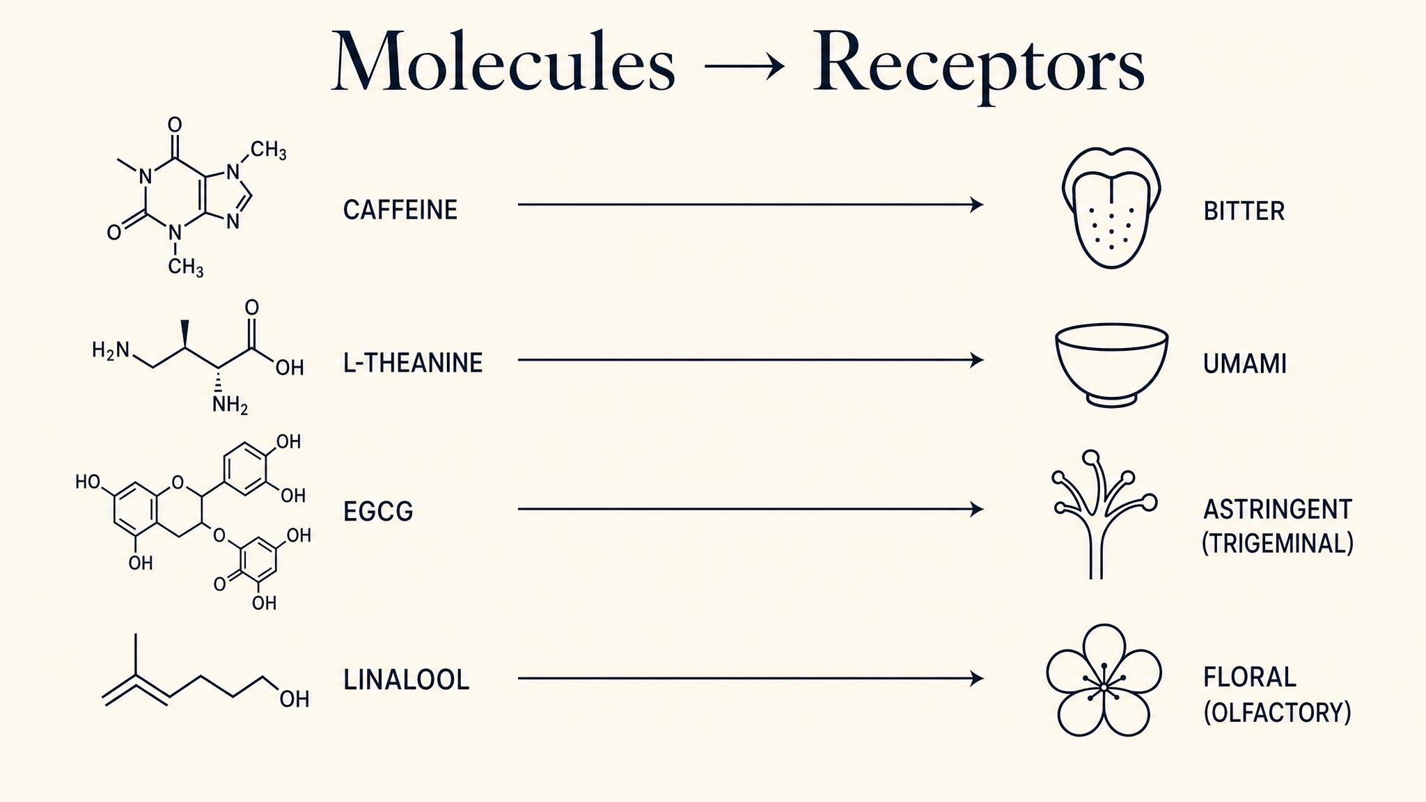 Molecules → receptors