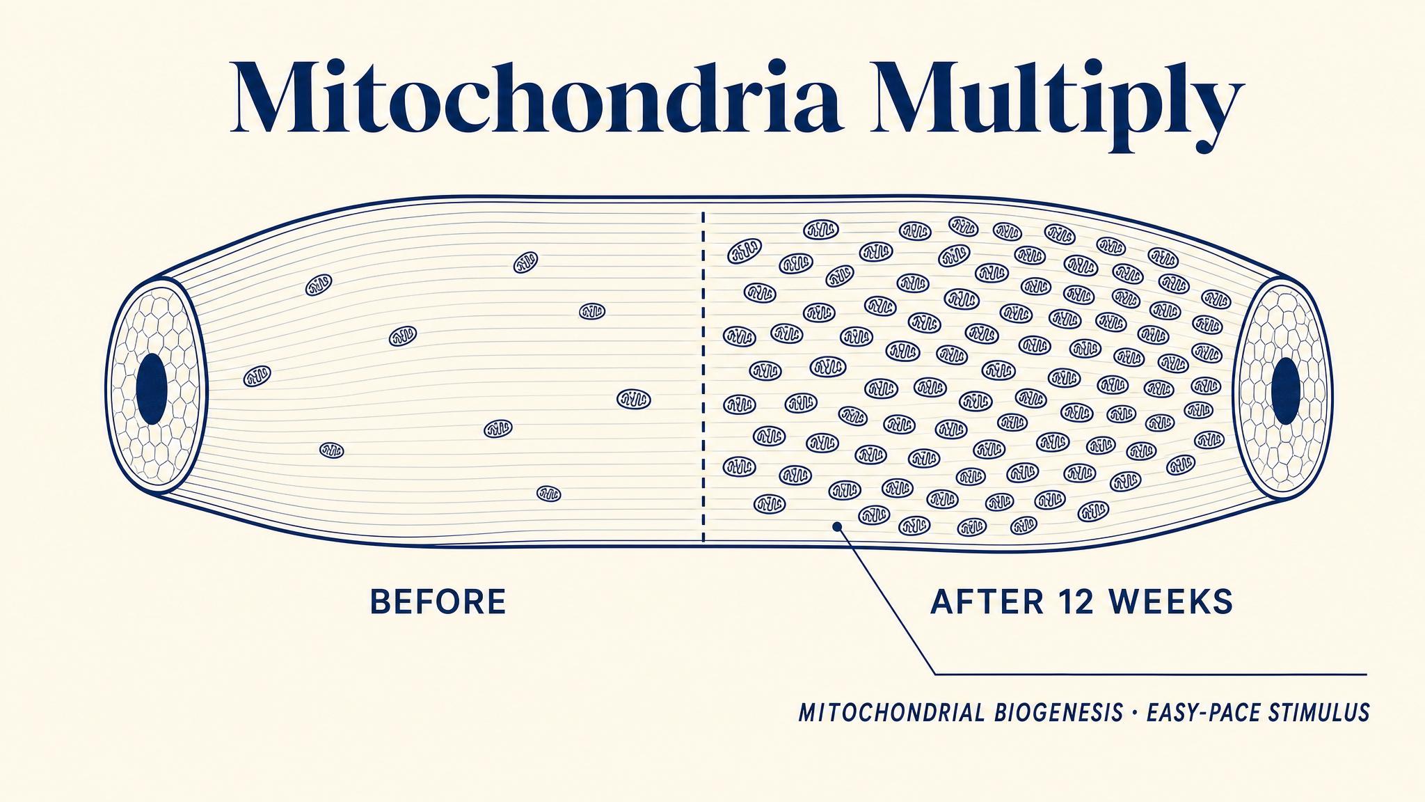 Mitochondria multiply