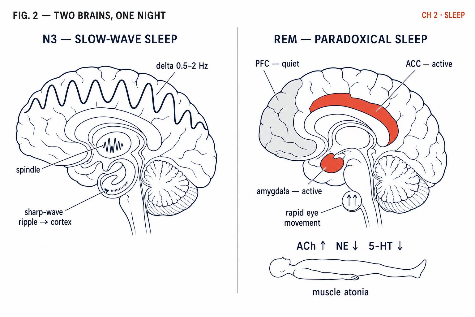 The same brain in two radically different states. Left: slow-wave N3, with delta oscillations and hippocampal ripples driving memory replay. Right: REM, with the amygdala alight and the prefrontal cortex unusually quiet.