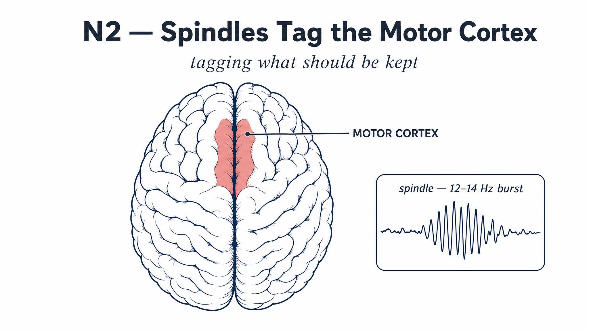 N2 — spindles tag the motor cortex