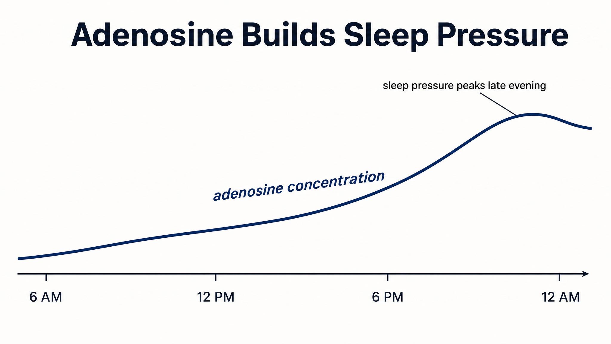 Adenosine builds sleep pressure