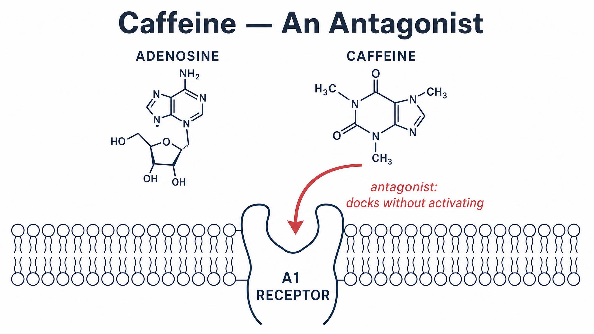 Caffeine: an antagonist