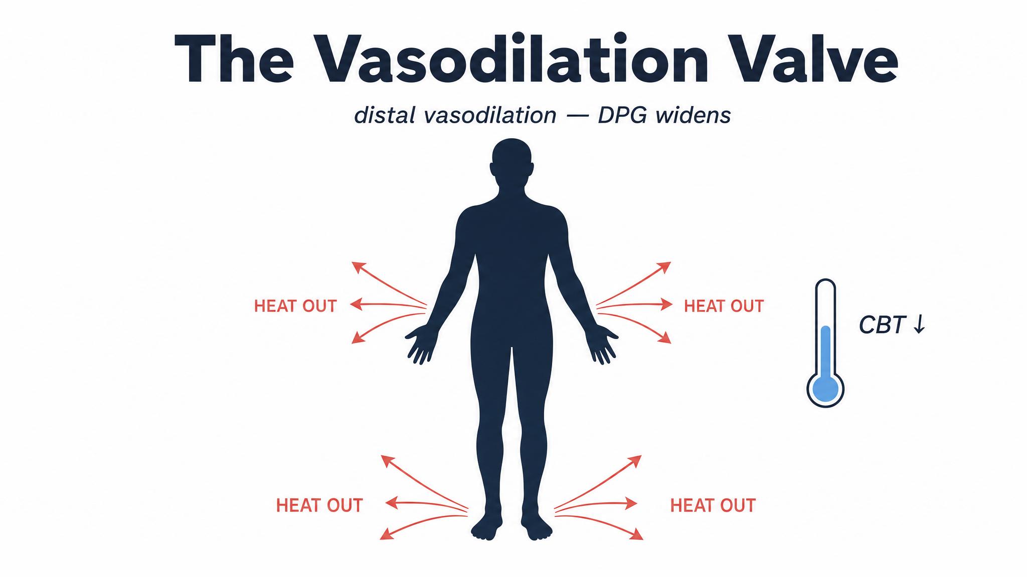 The vasodilation valve